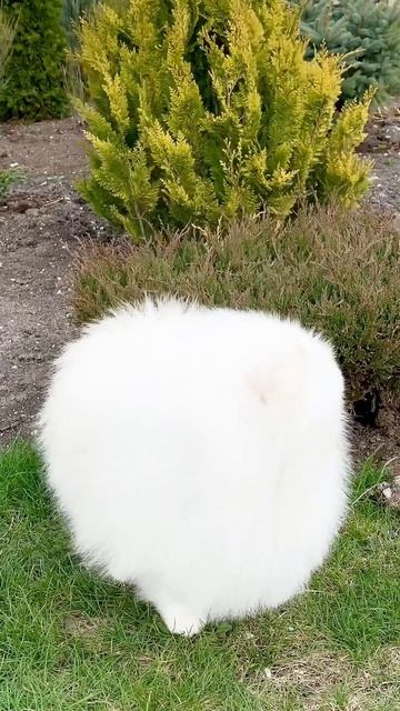 Померанский шпиц/ Pomeranian