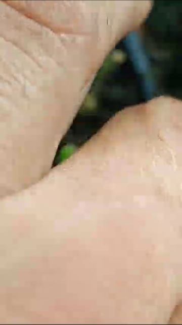 рассада клубники