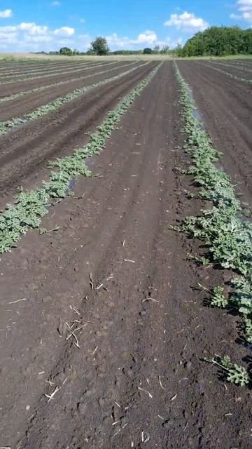 прополка кавуна