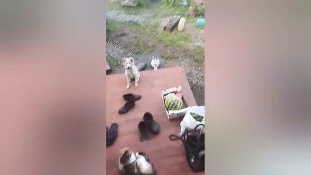 Вновь встретили собак на станции / Деревенские собаки бегают / Кошки