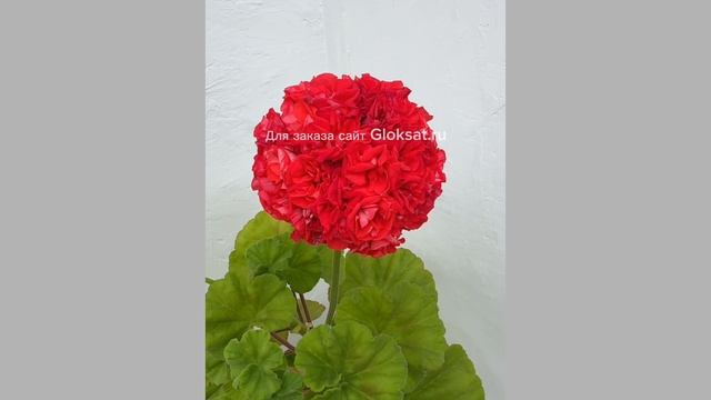 Fa1d7ebfb21341ea555b0530533b9b7a