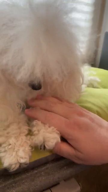 Кнопочка на подоконнике 🐩