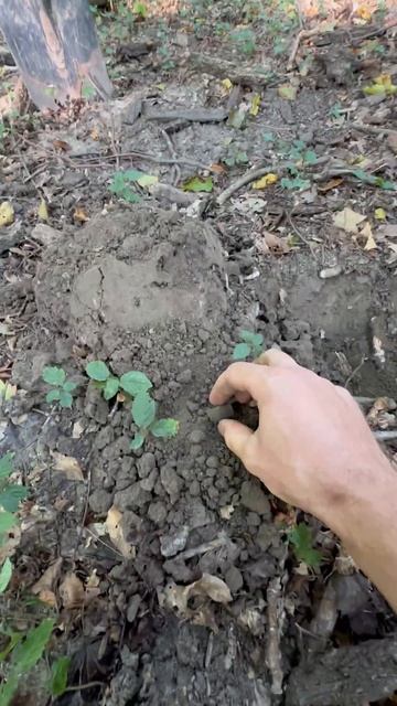 Поиск с металлоискателем в Лесу! #shortvideo #metaldetecting #коп #sh