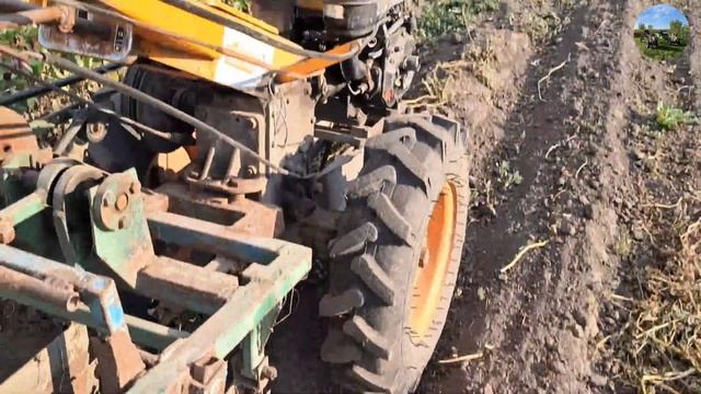 копаєм картошку 2024. Мотоблок кентавр