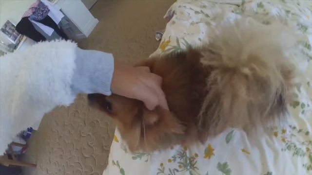 Шарлотта шпиц/Julia Lonskaya