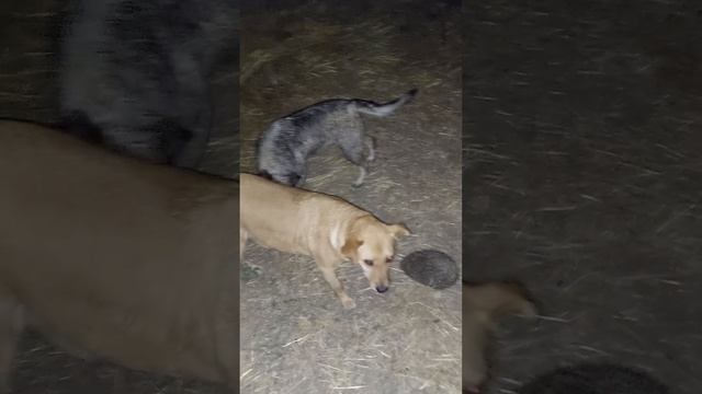 Ёжики! злой и добрый 😁 Собаки и коты Вокруг куча светящихся глаз!