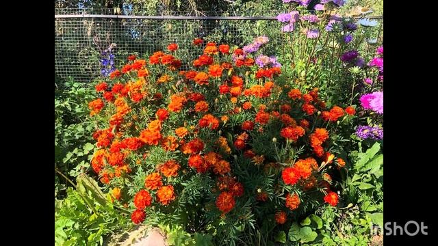 Итоги 2024 года, обзор семян + фотографии цветов.