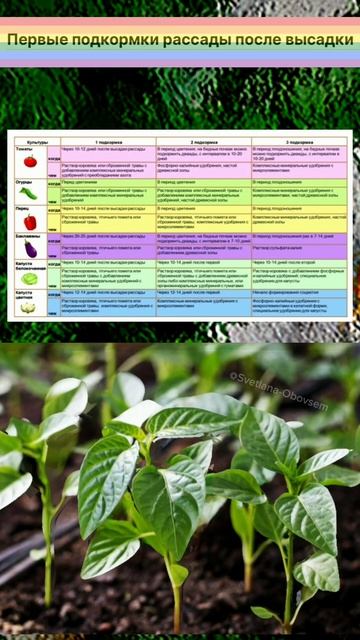 Чем удобрить рассаду после высадки#Shorts