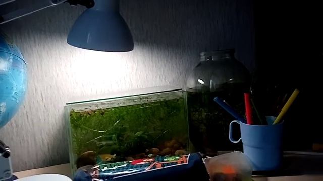 Маленькая история