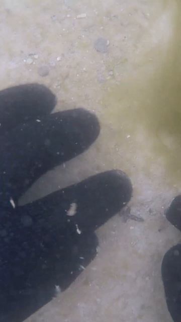 Подводный коп с Minelab Excalibur 2. Нашел крошечный серебряны?