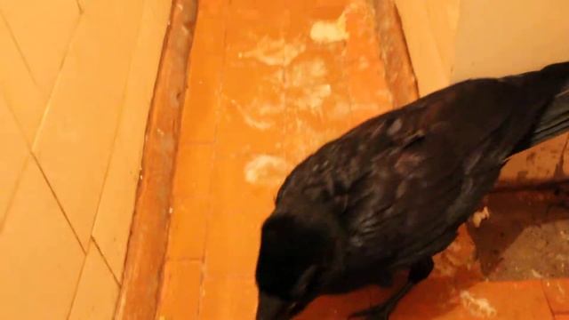 Ворон Морган: Ботинок, пшёл вон!