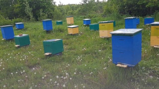 Результат исследования пчёл. Состояние моей пасеки в начале лета.