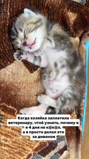 ЖЕКАРИМ / Мичкова Евгения