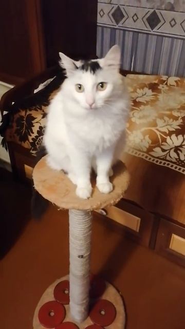 Кот Семён точит когти Shorts