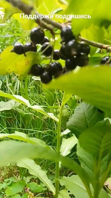 Смородинка красотка