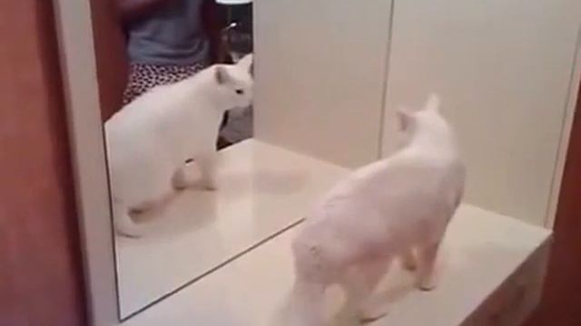 Очень злая кошка, кошке не нравится собственное отраж?