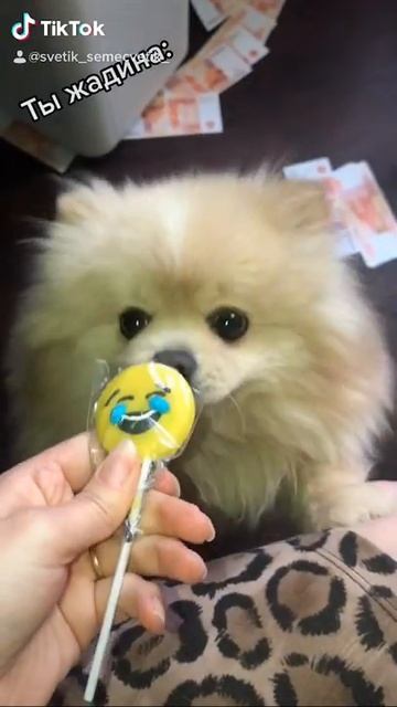 Ты Жадина : говорит шпиц мне