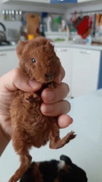 Малыши тексель!!! Продажа! Питомник 