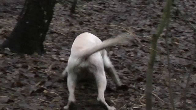 рабочий лабрадор Альбион, 6 месяцев, начало обучения о?