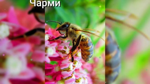 Персонажи из Соника и их прототипы