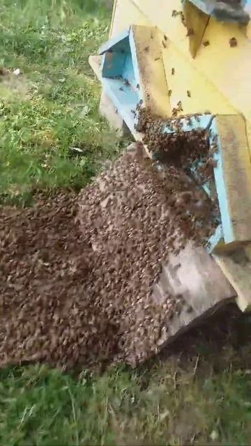 Пчеловодство. Пчелы сами заходят в улей. Рой пчел.