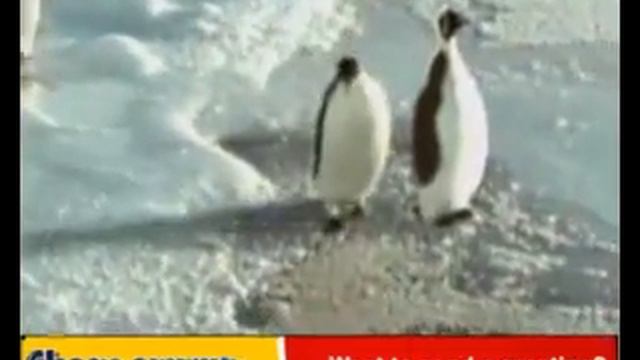смешной пингвин.flv