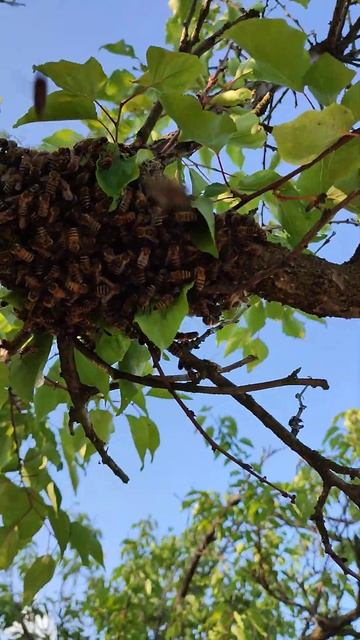 Краснодарский край. Остатки пчелиного роя на ветке. 😀😃
