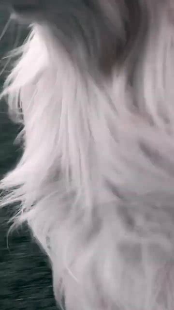 Собака напала на хозяїна #shorts #собака #goldenretriever #золотистыйретривер #dog