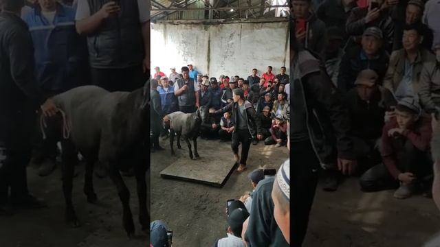 Кошкарлар кормеси багалап лайк басып кетейк