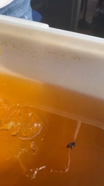 Липовый мед2023 #мед #липовыймед#пасека #пчеловодство #мед #натуральныймед #медок #вкусно #пчела