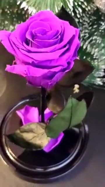 Живая РОЗА в колбе