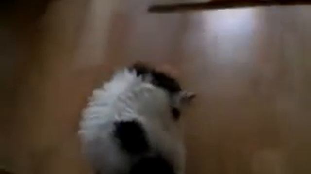 Котенок и ковер. Cat And Carpet.Funny