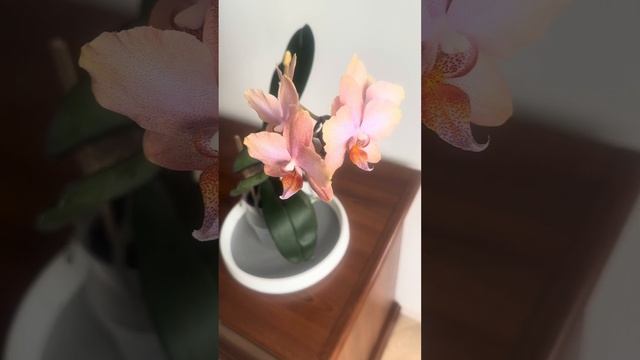 Шанелла. История одной орхидеи со счастливым концом.