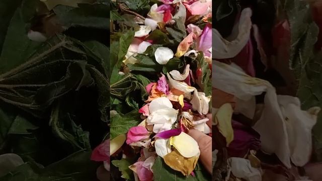 Чай из виноградных листьев с лепестками роз.