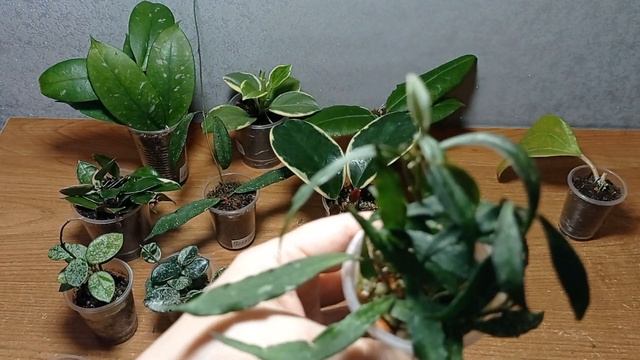 Хойи, обзор укоренённых черенков 2-я часть. 15.10.24.