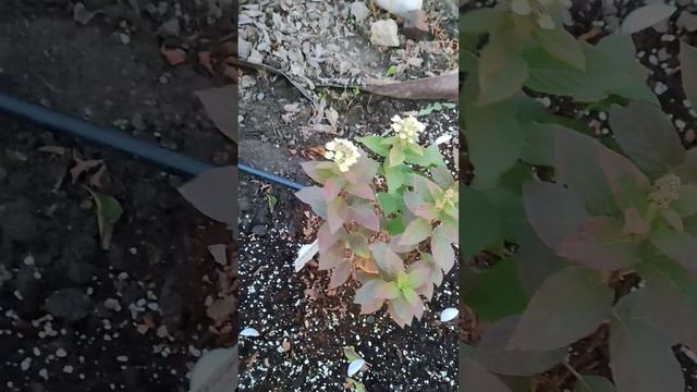 03b17c48934c8f189cc8d551f90f75e5