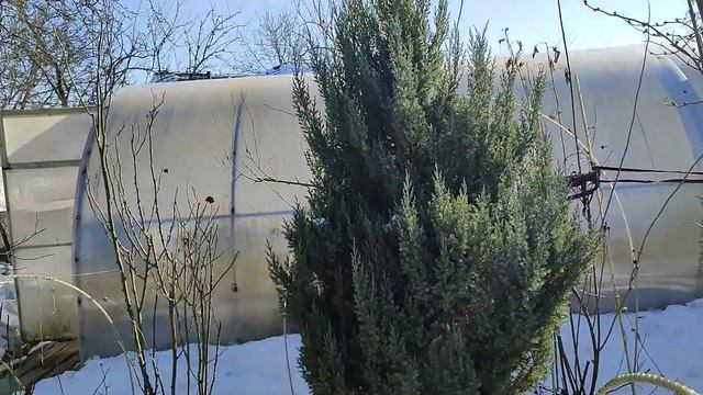 650 роз . 3-я часть !  Заключительная - с  новинками.