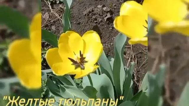 Авторская песня  