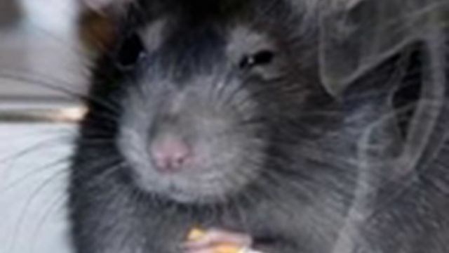 Как в России кладут картины в шкаф...