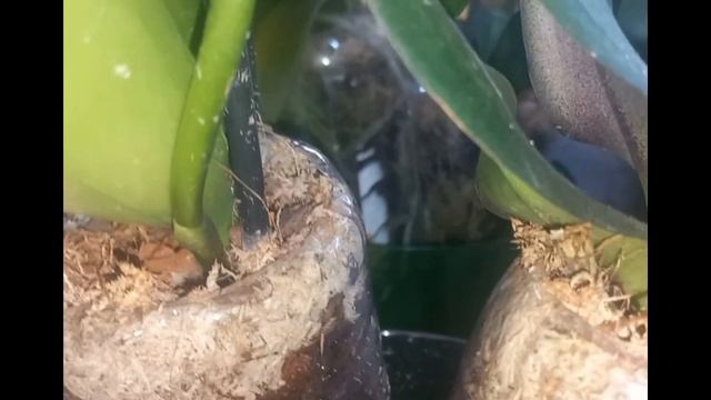 🇺🇦 Як пересадити фаленопсис із квітами?(капсула жит?