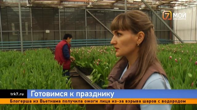 В Красноярске в преддверии Восьмого марта выращивают