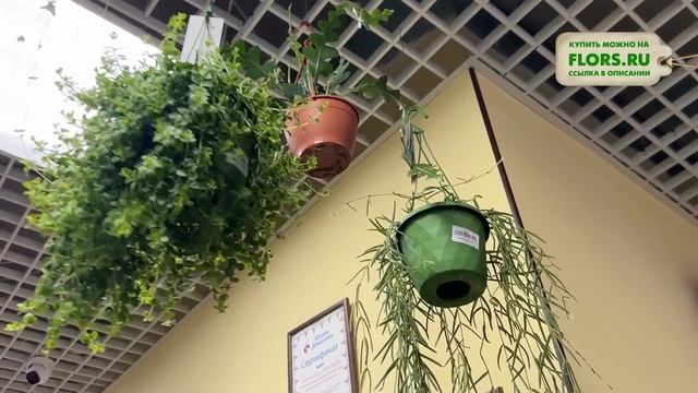 2c5399fdd061bf058e9496faece168d4