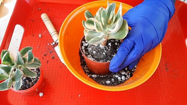 ПОЧЕМУ наши крассулы не растут? 7 ПРИЧИН. Болталка-пере