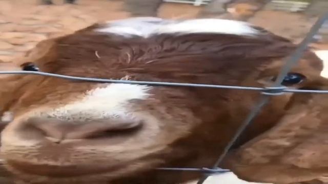 KILLSTREETS БЕШЕННЫЕ ПСЫ БРОДЯГИ В ЦЕНТРЕ ГОРОДА САМАРА СНО