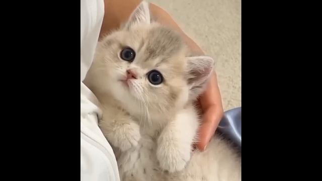 😺 А ночью просыпается мафия! 🐈 Подборка смешных виде