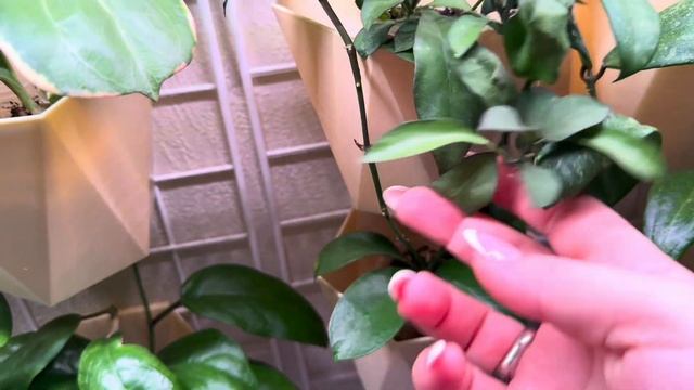 7eb53205c10017de8f8ea51b52226fa0