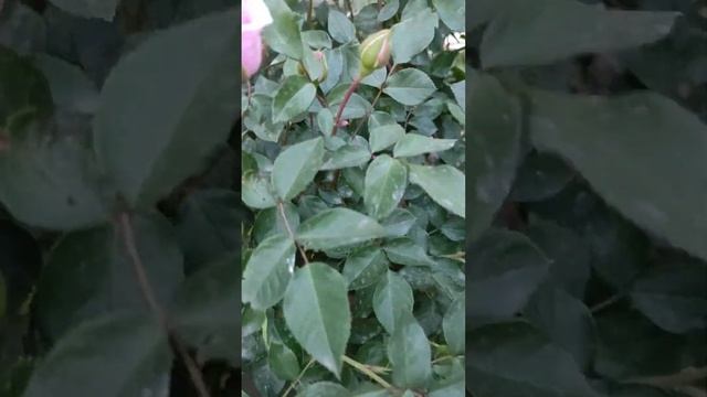 28 мая 2024_Самые роскошные розы пастельных тонов для сам