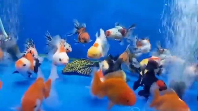 ОРАНДА размер 7-8 см цена 1500 р