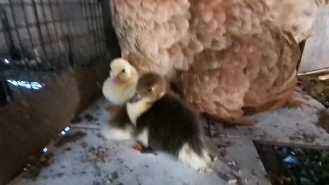 Может ли курица вывести утят? жизньвдеревне наседка утята цыплята изгородавдеревню