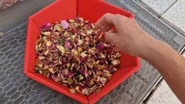 Яркая двухцветная #DieSehenswerte #ДиЗеенсверте #floribunda #Kordes с